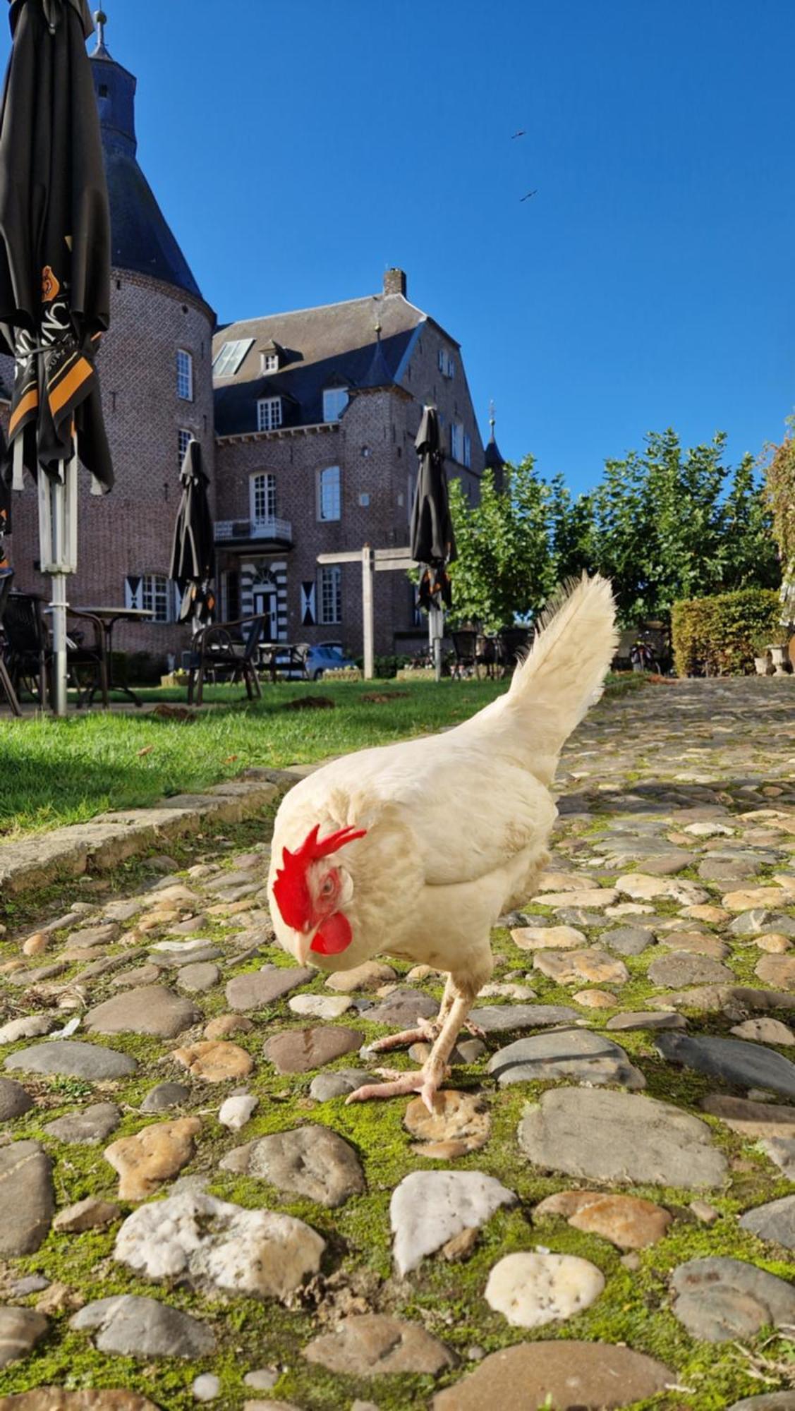 Haelen Kasteel Aldenghoor B&B 외부 사진